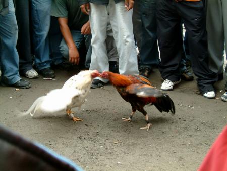 Pelea de gallos, Otavalo, Ecuador
