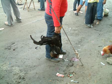 Pelea de gallos, Otavalo, Ecuador